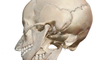 Анатомия и схема строения нижней челюсти человека и челюстно-подъязычной мышцы: отростки, ямки и каналы